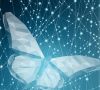 Digitalisierung Schmetterling