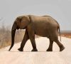 Elefant überquert eine Straße in Afrika