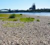 Vielen Flüssen geht das Wasser aus. Das hat auch Auswirkungen auf die Industrie. Das Bild zeigt den Rhein bei Niedrigwasser.